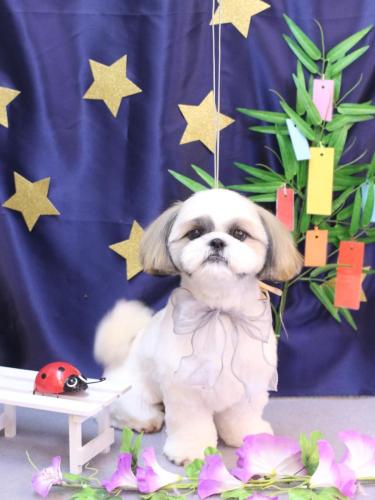 20230721みたらしちゃん